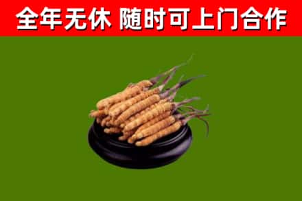 班戈烟酒回收冬虫夏草.jpg
