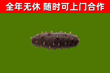 班戈回收海参干